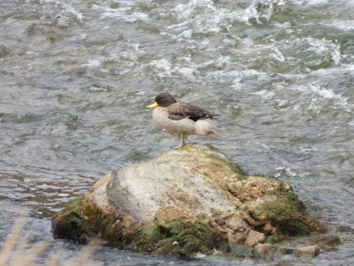 Yellow-billed Teal - ML613136843