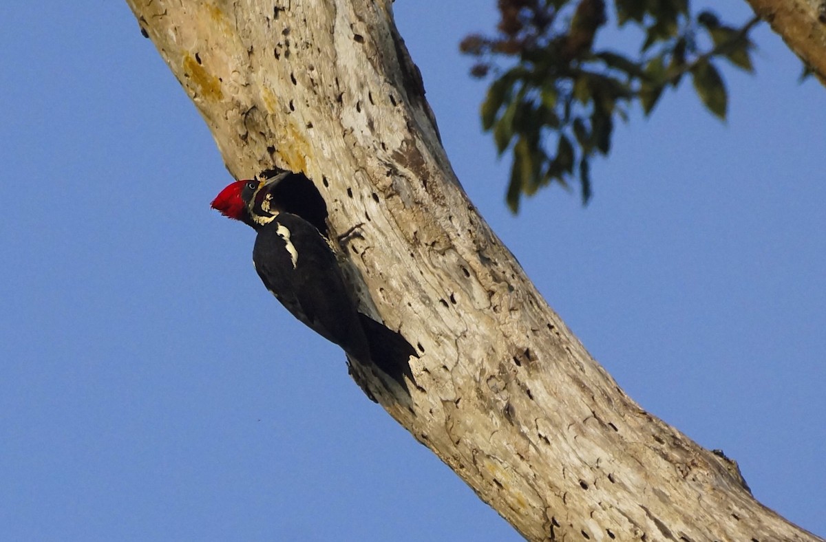 Lineated Woodpecker - ML613136862