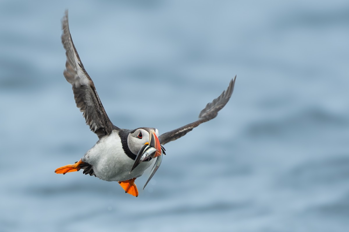 Atlantic Puffin - ML613136913