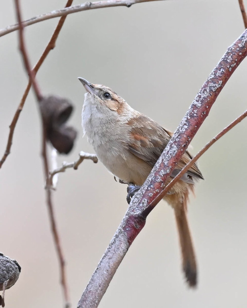 Streak-fronted Thornbird - ML613136975