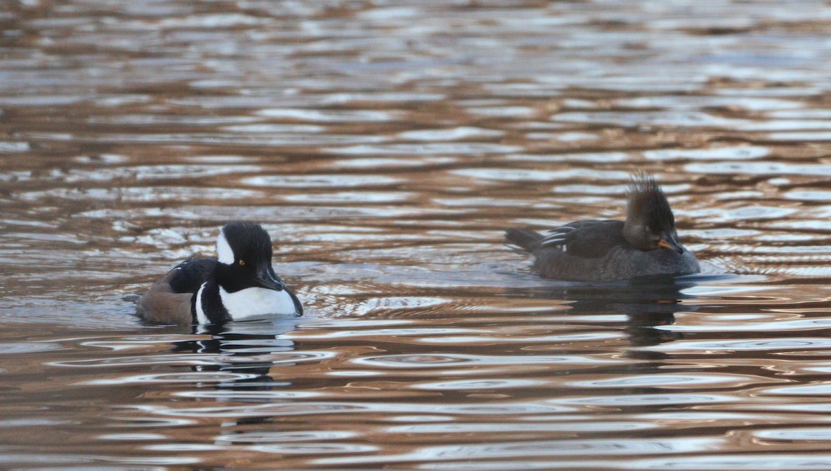 Hooded Merganser - ML613136987