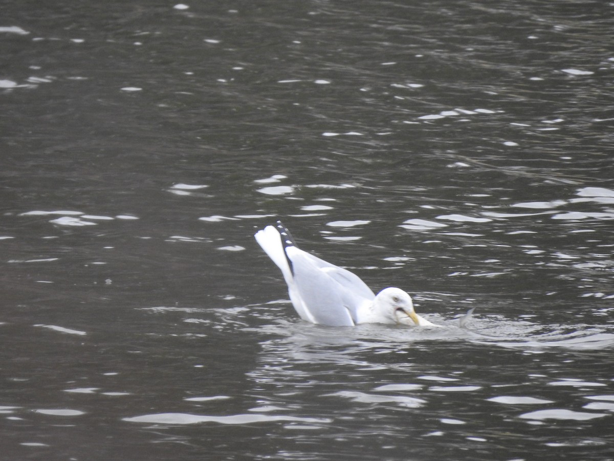 Herring Gull - Colby Gillies