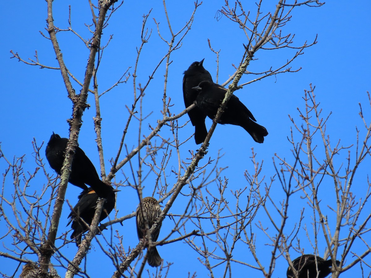 Red-winged Blackbird - Ernie LeBlanc