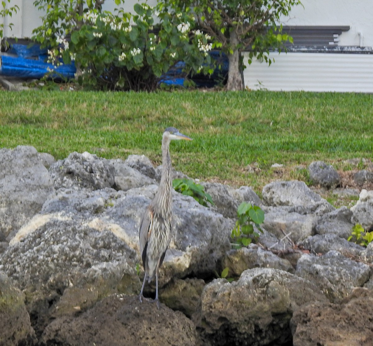 Чапля північна - ML613137064