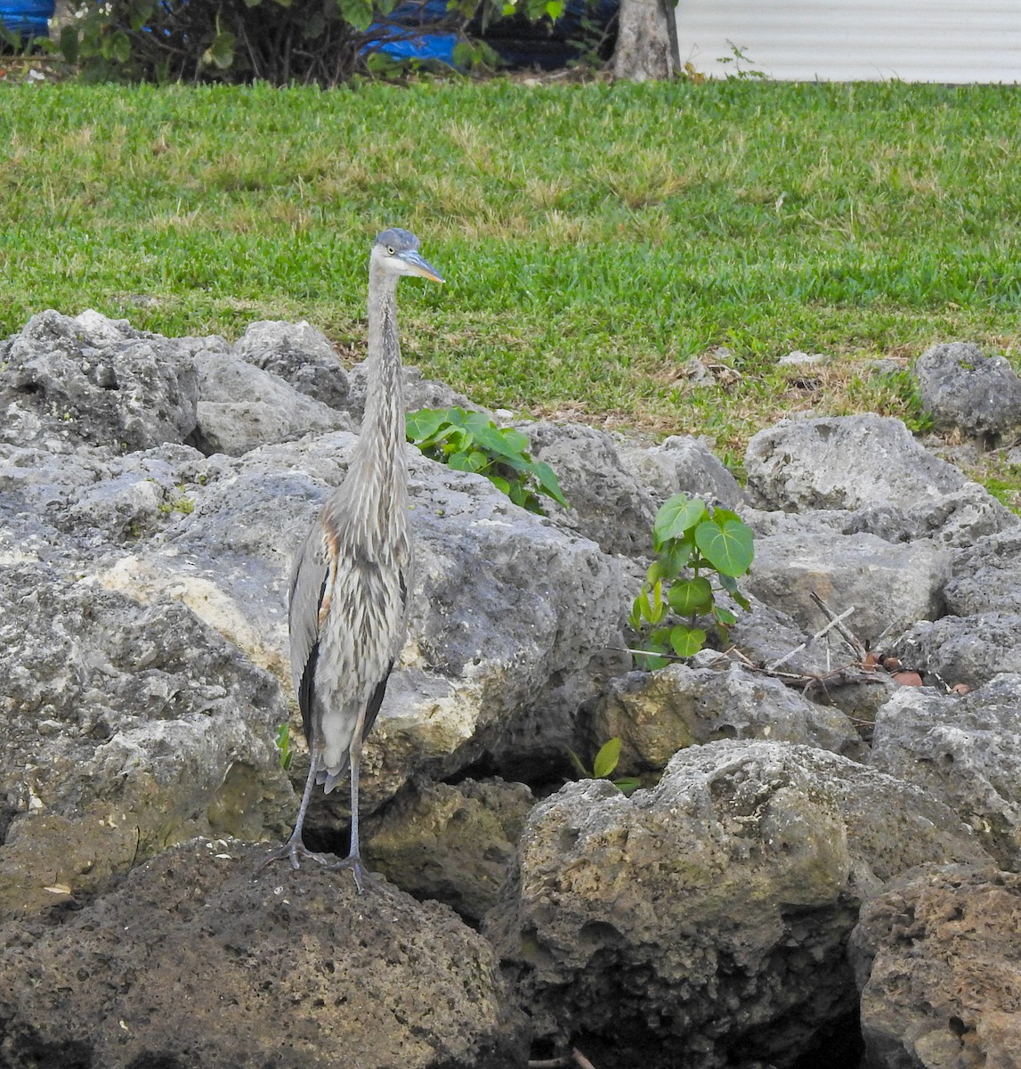 Чапля північна - ML613137065