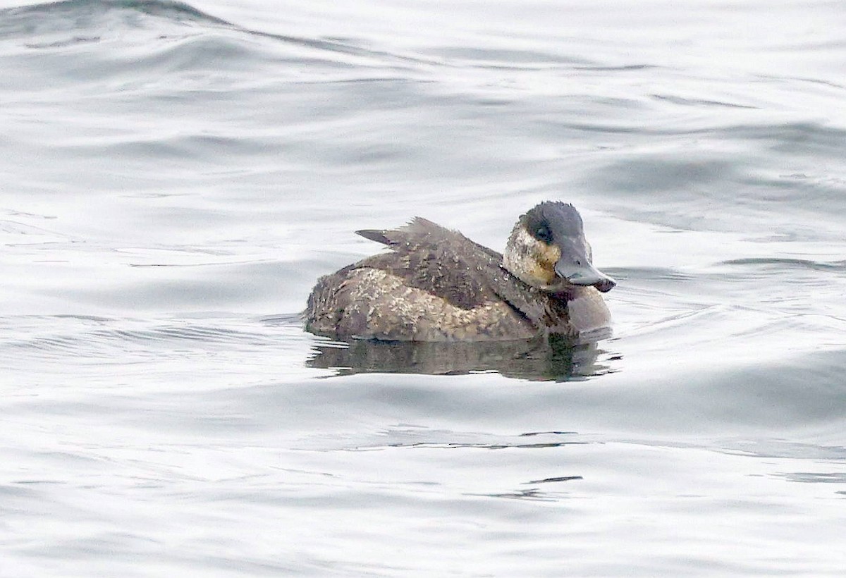 Ruddy Duck - ML613137067