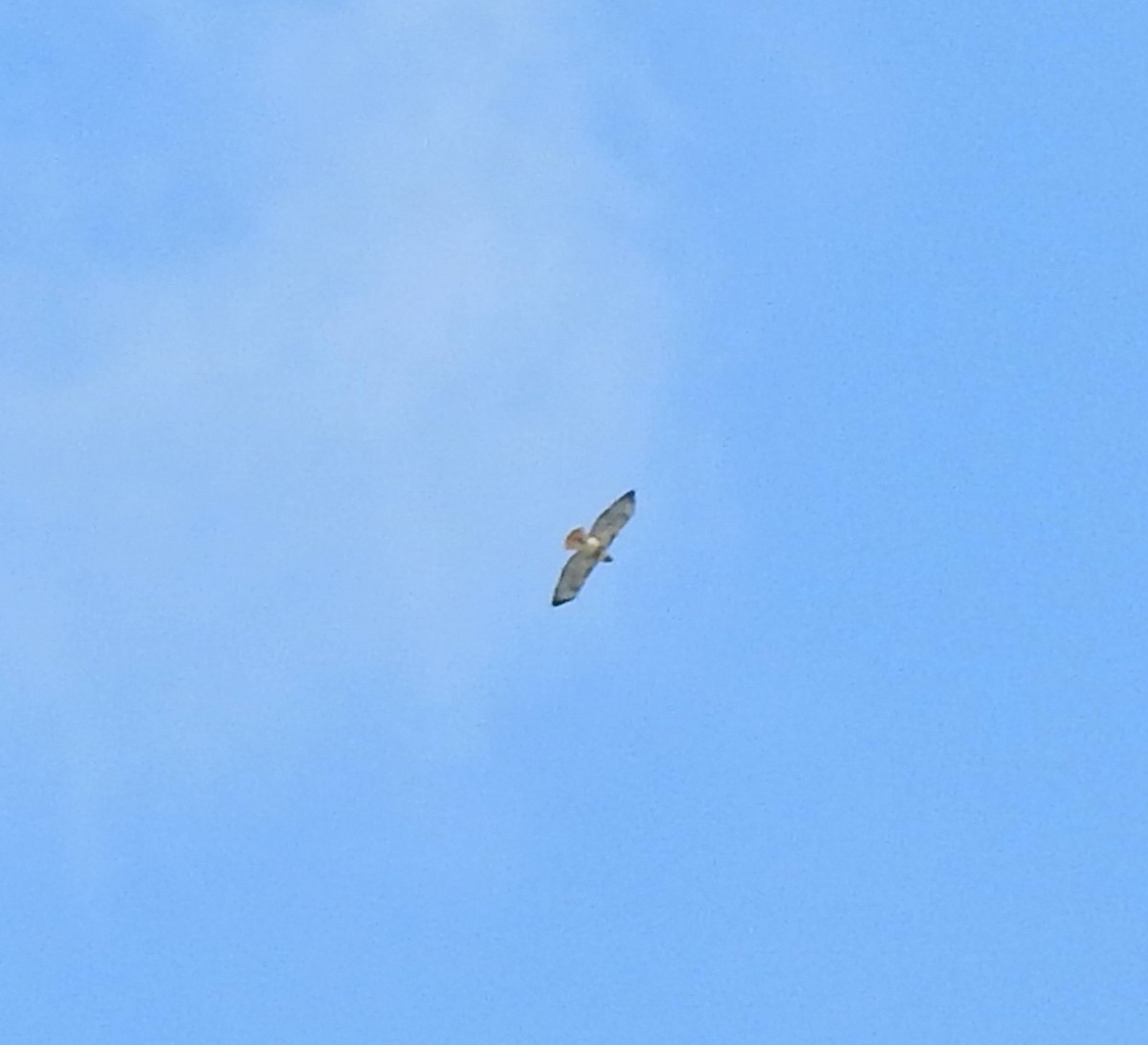 Канюк неоарктичний - ML613137076