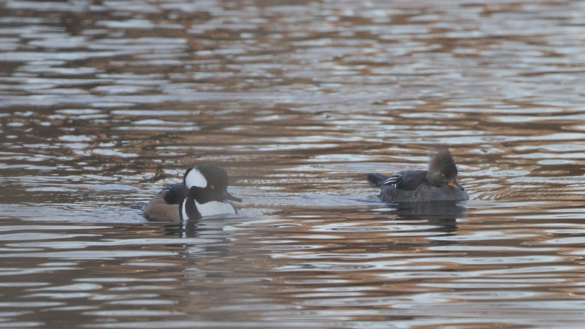 Hooded Merganser - ML613137087