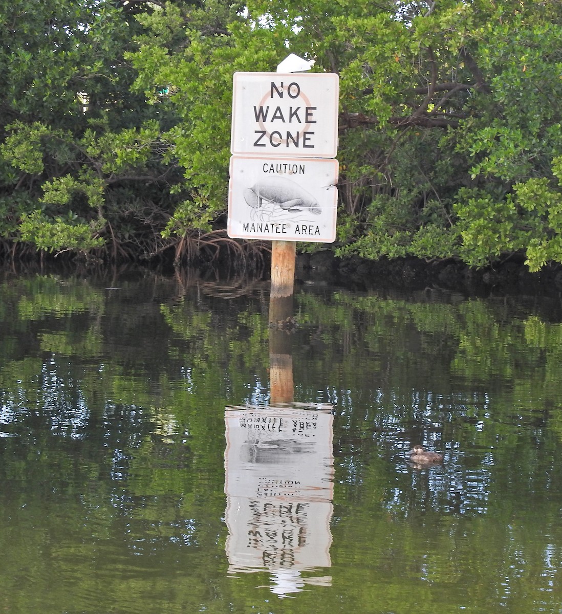 Турпан білолобий - ML613137104