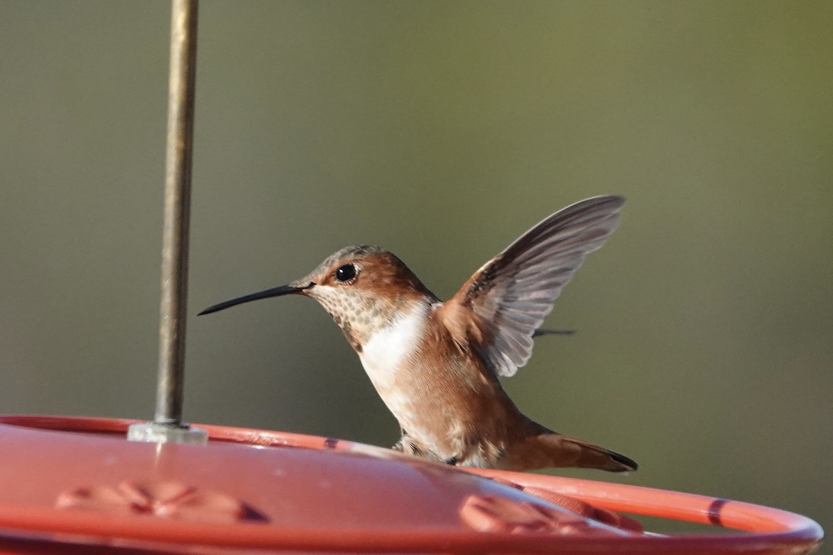 Rufous Hummingbird - ML613137121