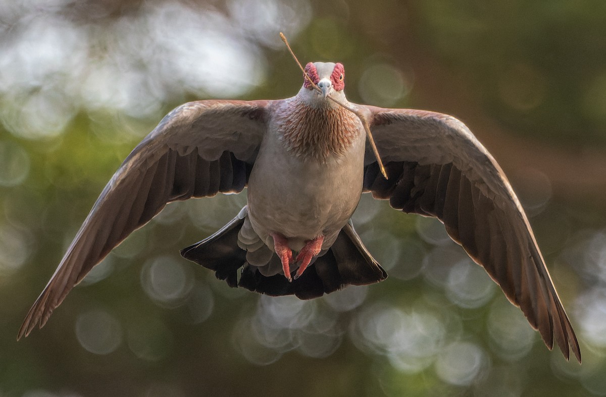 Speckled Pigeon - ML613137183