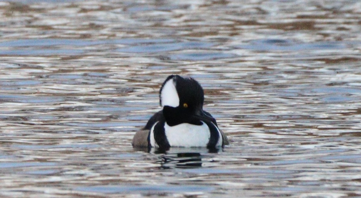 Hooded Merganser - ML613137202