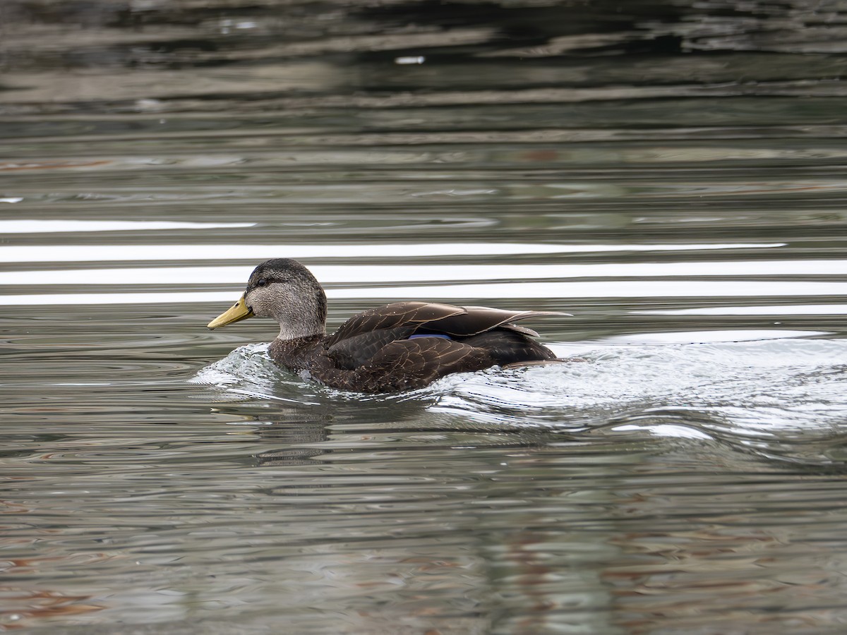 American Black Duck - ML613137207