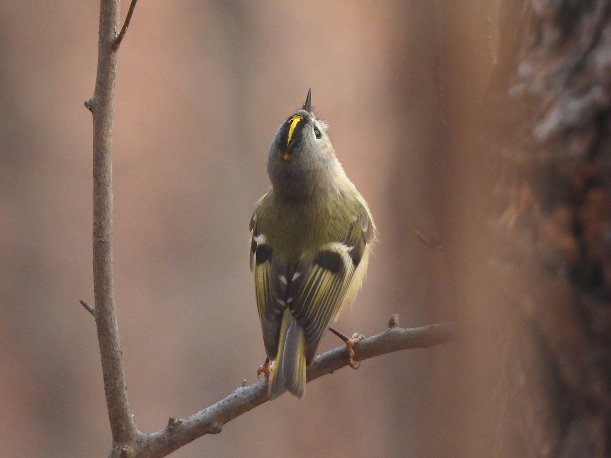 Goldcrest - ML613137214