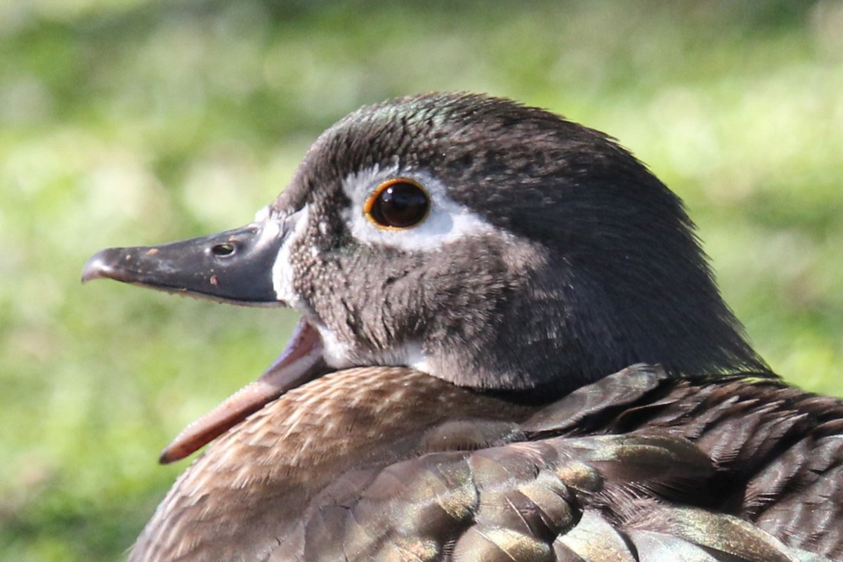 Wood Duck - ML613137271