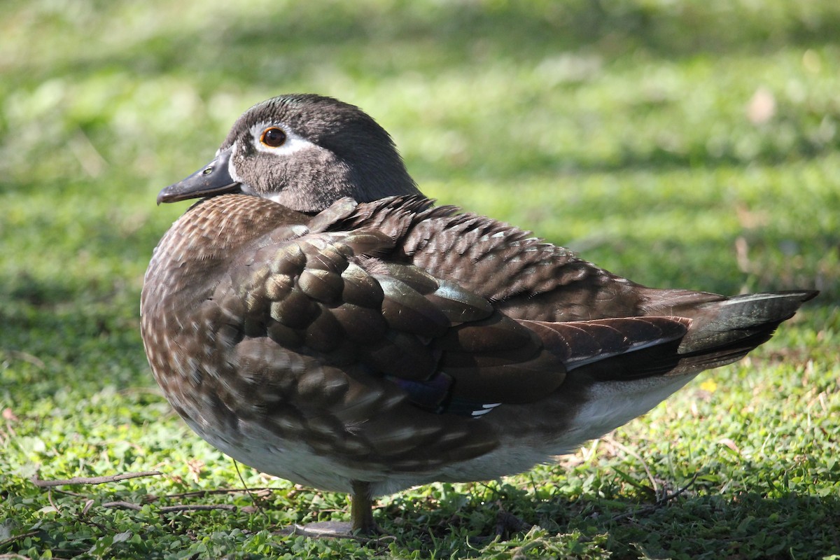 Wood Duck - ML613137273