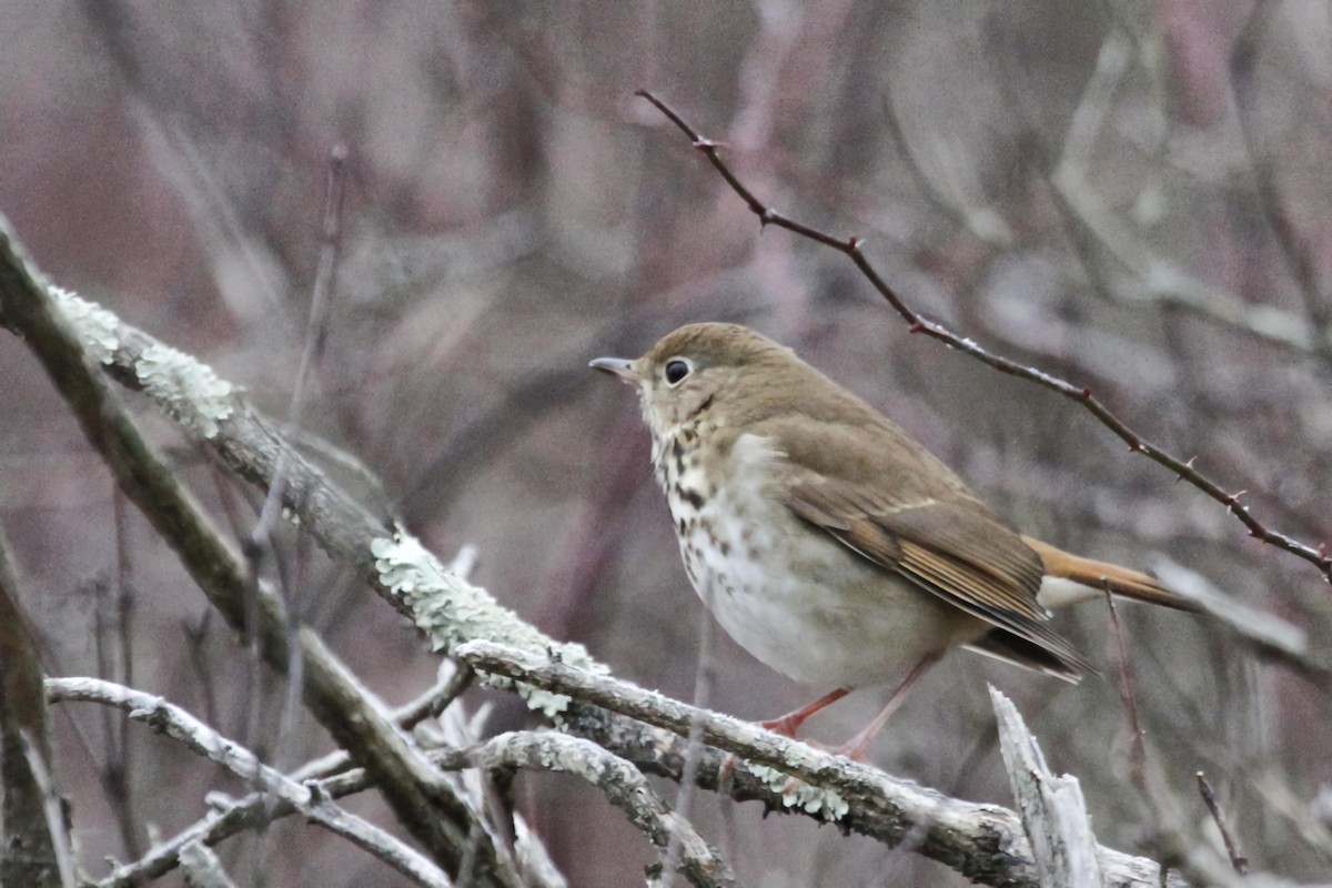 Hermit Thrush - ML613137302