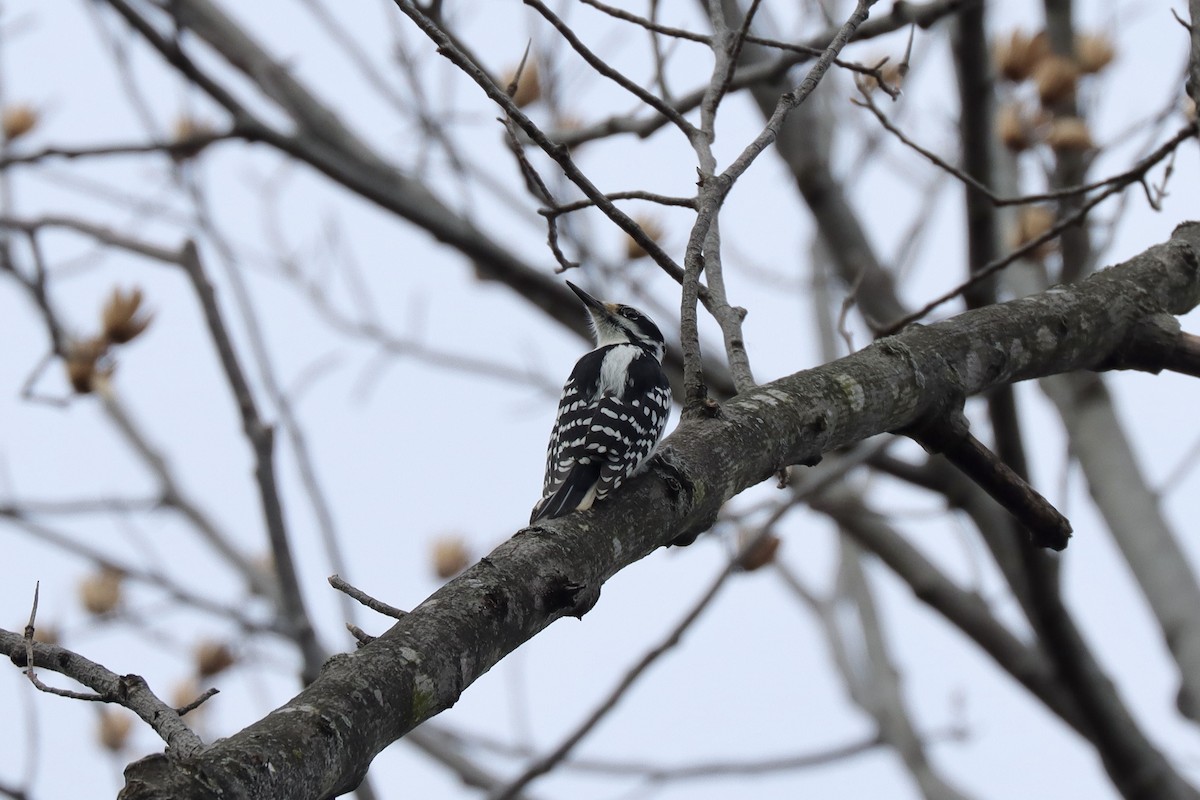 Hairy Woodpecker - ML613137340