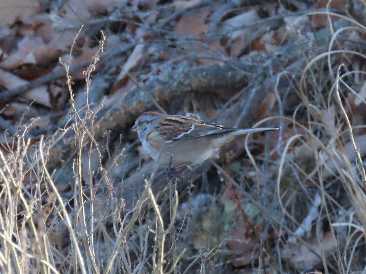 American Tree Sparrow - ML613137371