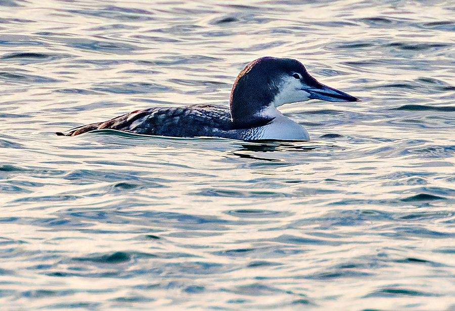 Common Loon - ML613137382