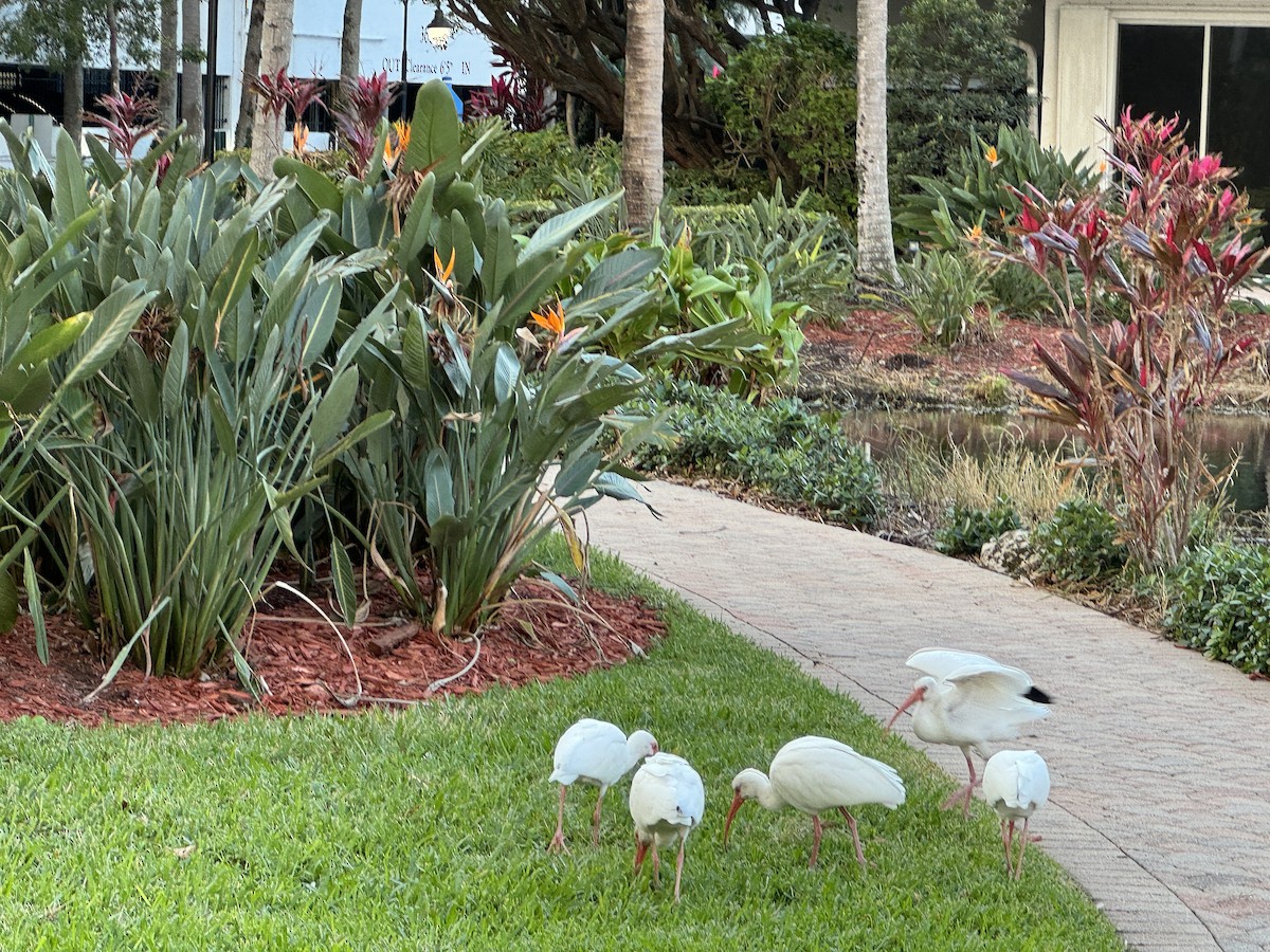 Ібіс білий - ML613137457