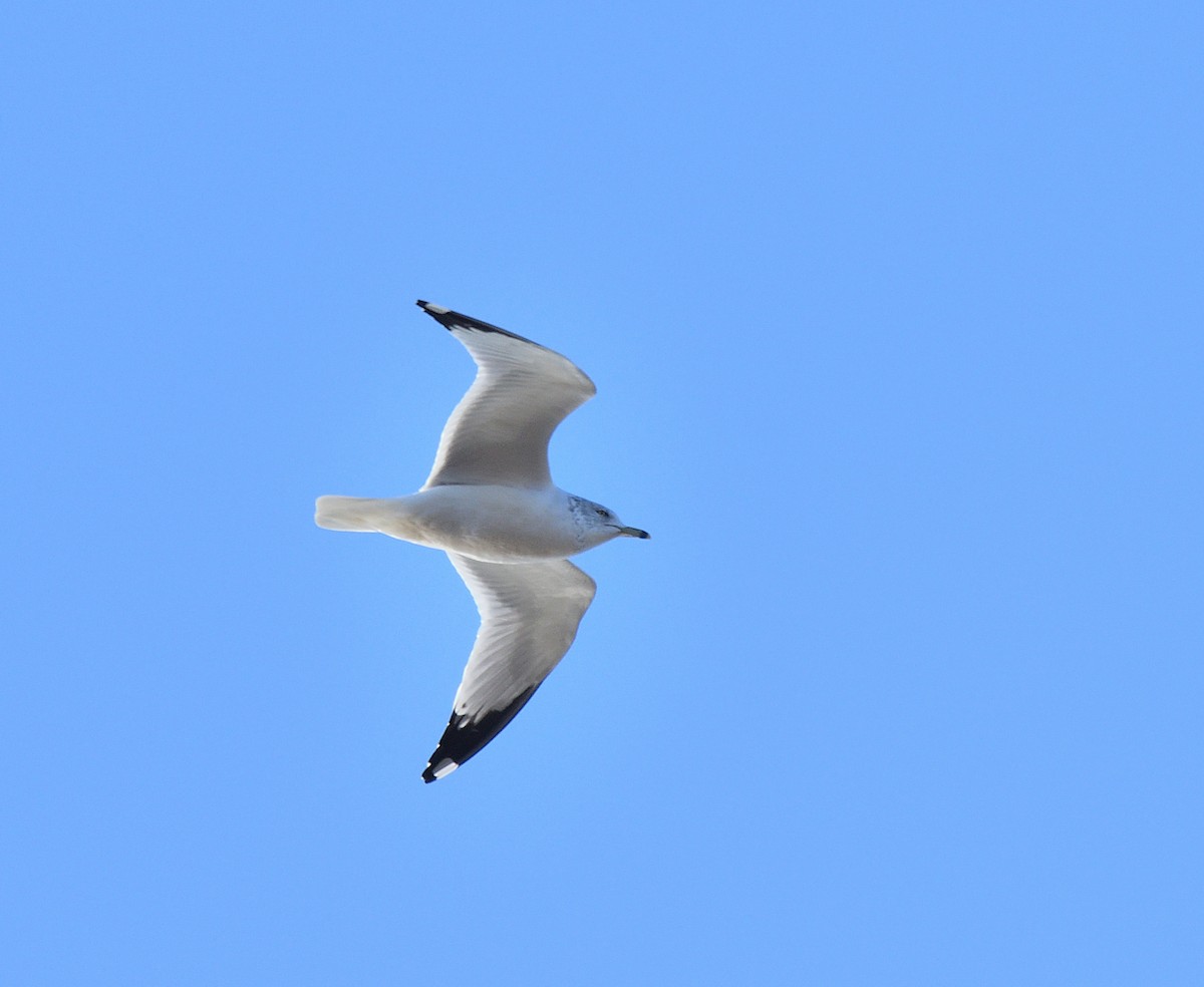 Ring-billed Gull - ML613137463