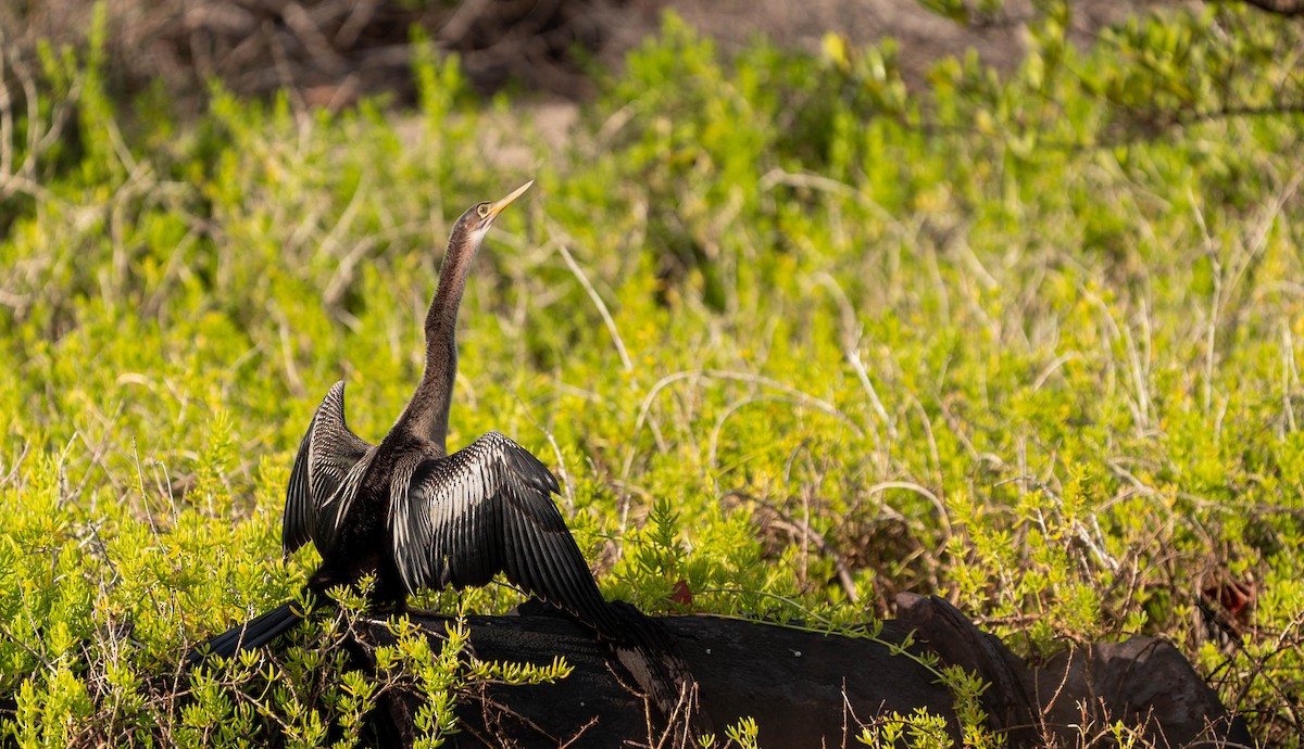 Anhinga d'Amérique - ML613137494