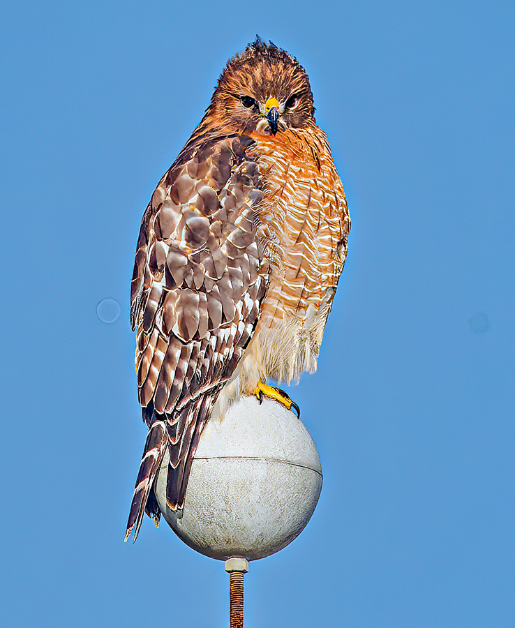Red-shouldered Hawk - ML613137564