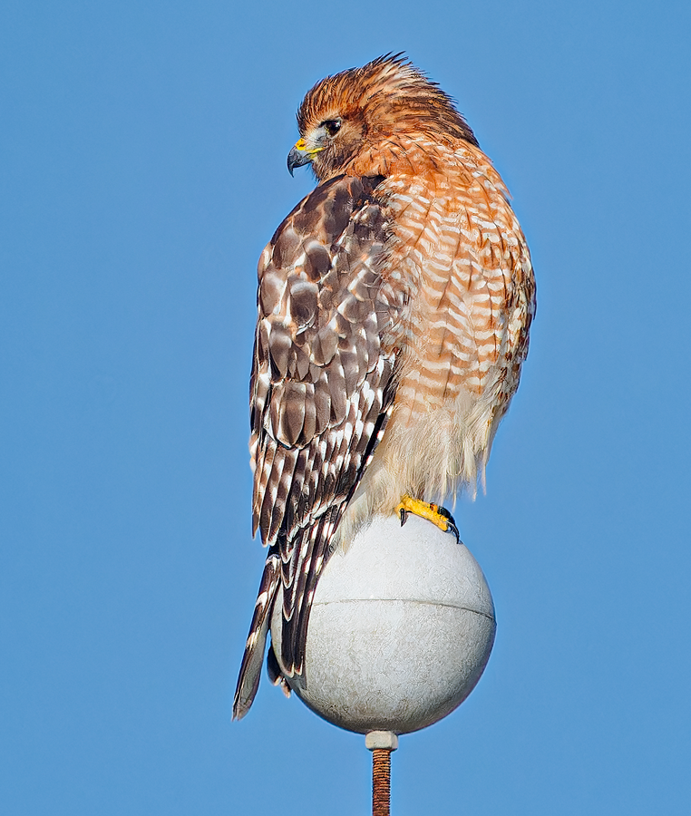 Red-shouldered Hawk - ML613137565