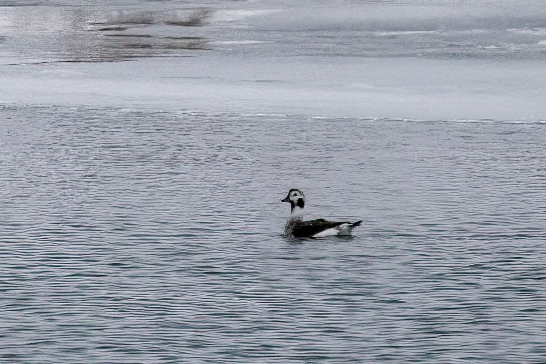 Long-tailed Duck - ML613137592