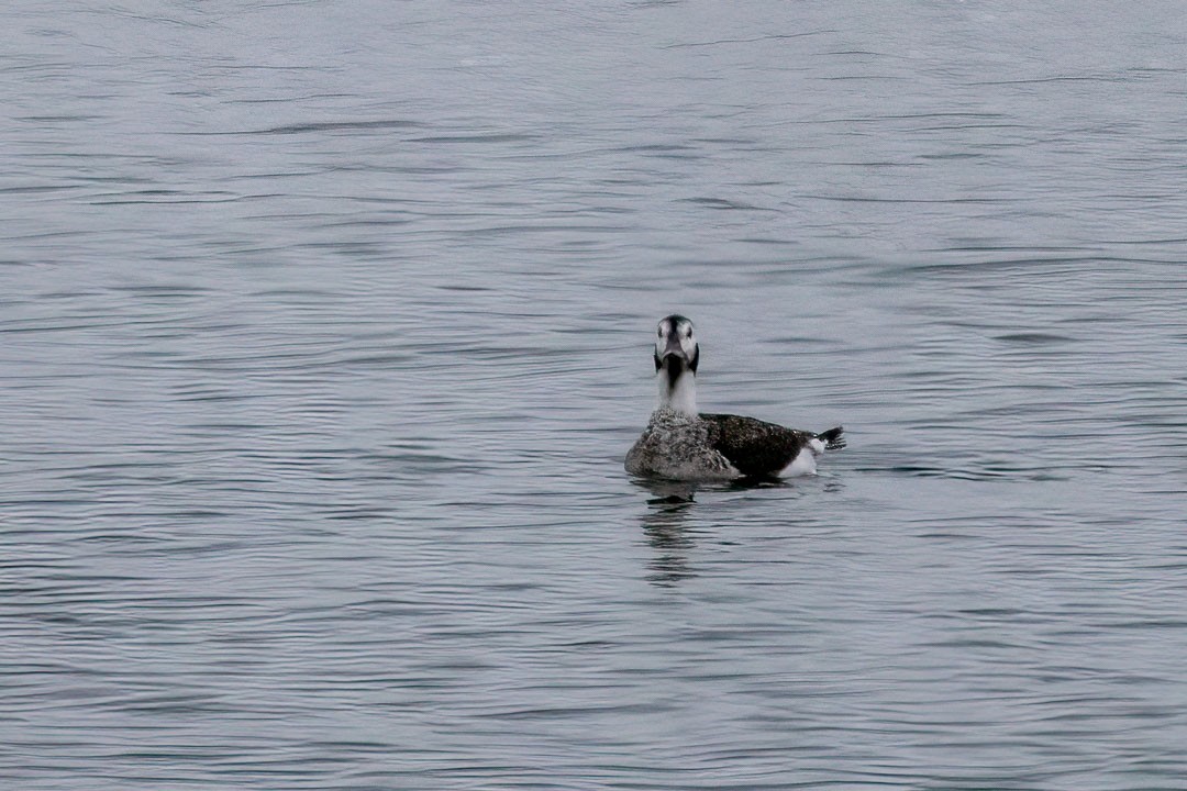 Long-tailed Duck - ML613137593