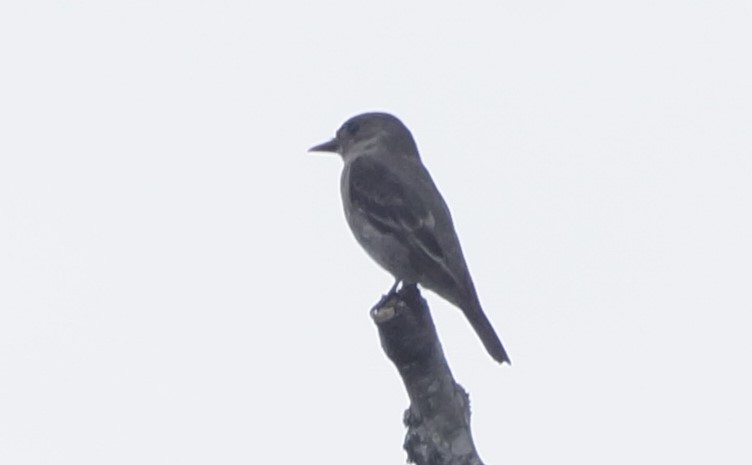 Olive-sided Flycatcher - ML613137618