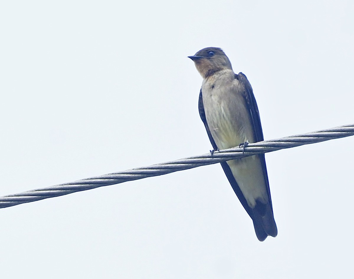 Southern Rough-winged Swallow - ML613137632