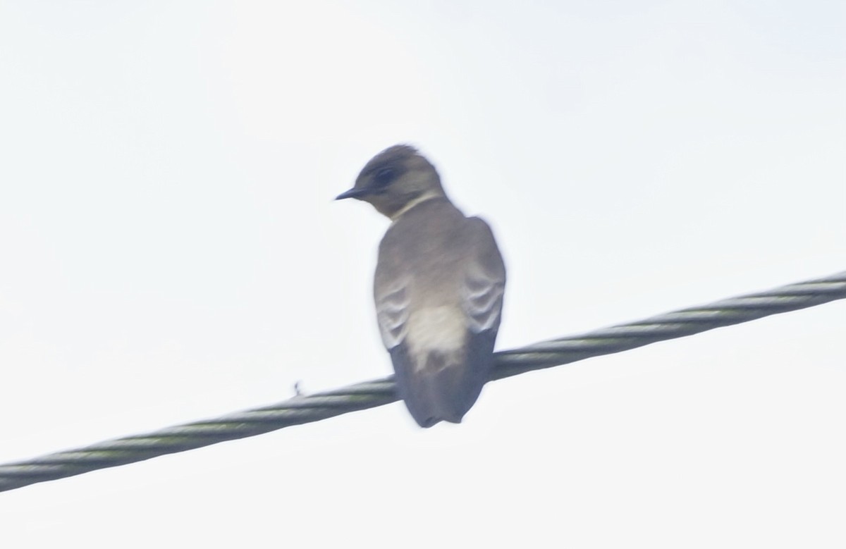 Southern Rough-winged Swallow - ML613137633