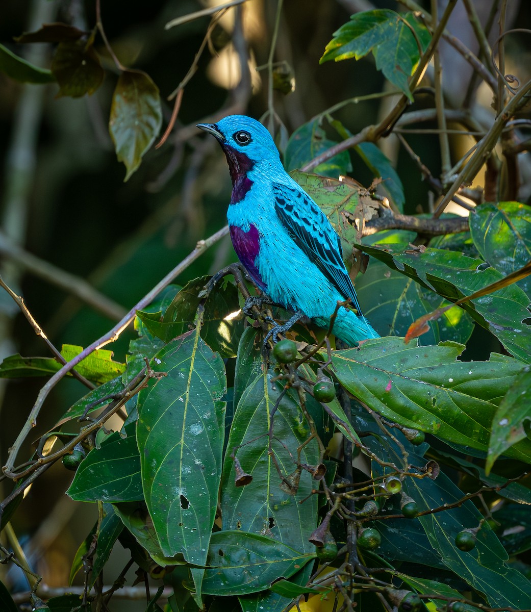 Turquoise Cotinga - ML613137702