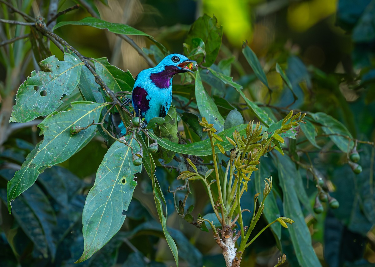 Turquoise Cotinga - Rio Dante