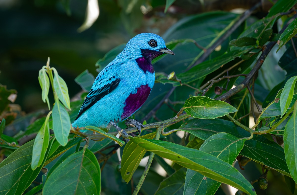 Cotinga turquoise - ML613137704