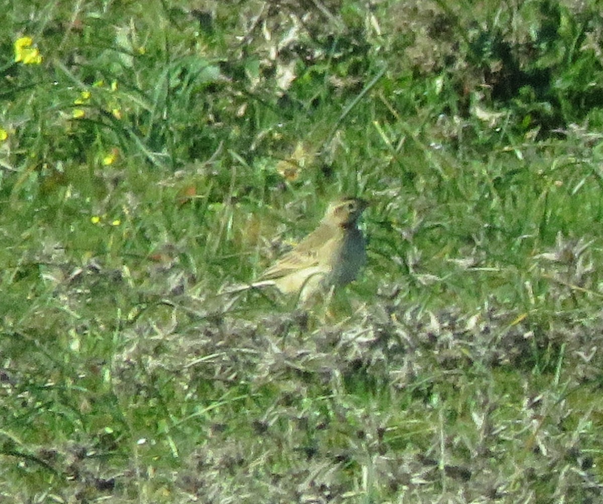 Richard's Pipit - ML613137752