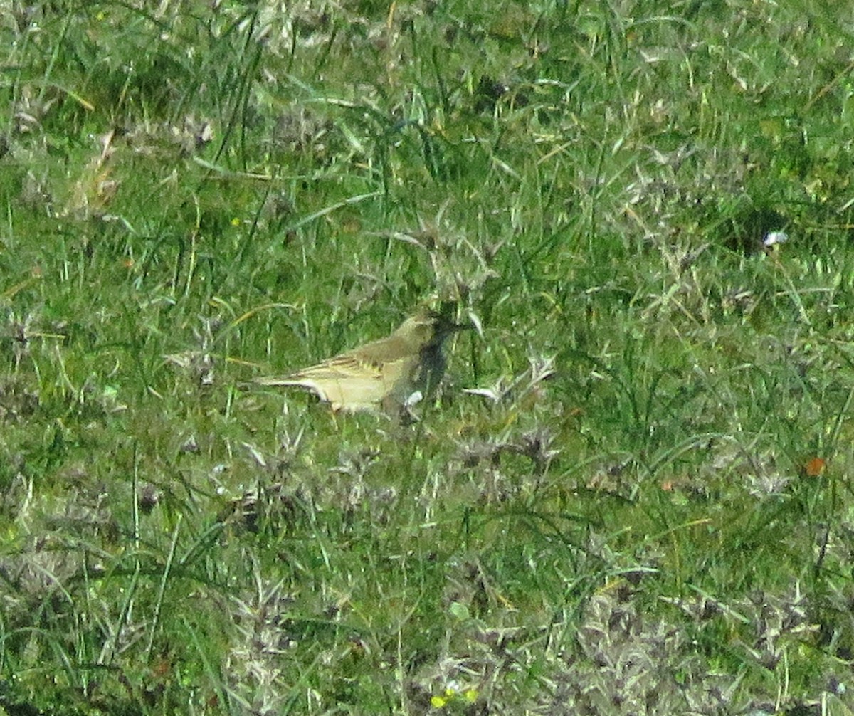 Richard's Pipit - ML613137754