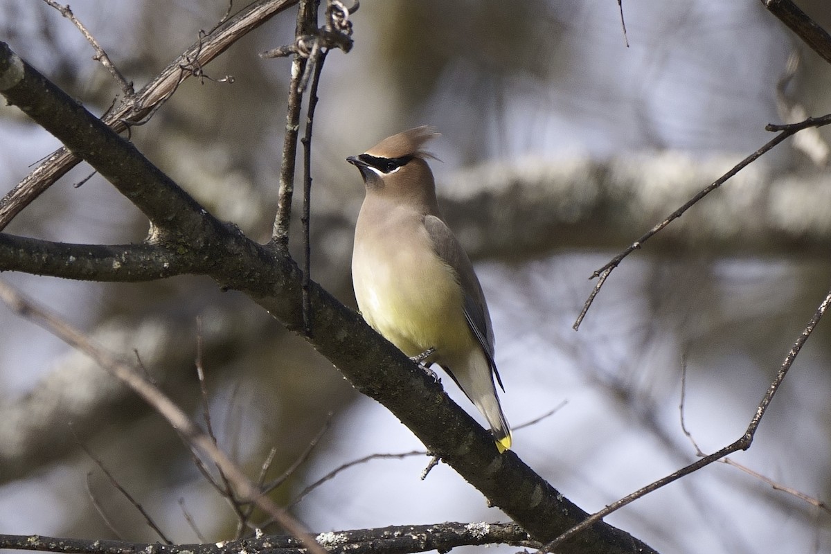 Cedar Waxwing - ML613137792