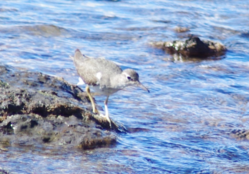 Spotted Sandpiper - ML613137804