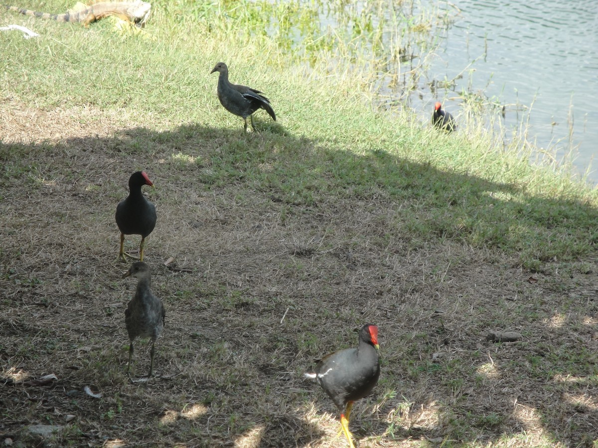 Gallinule d'Amérique - ML613137836