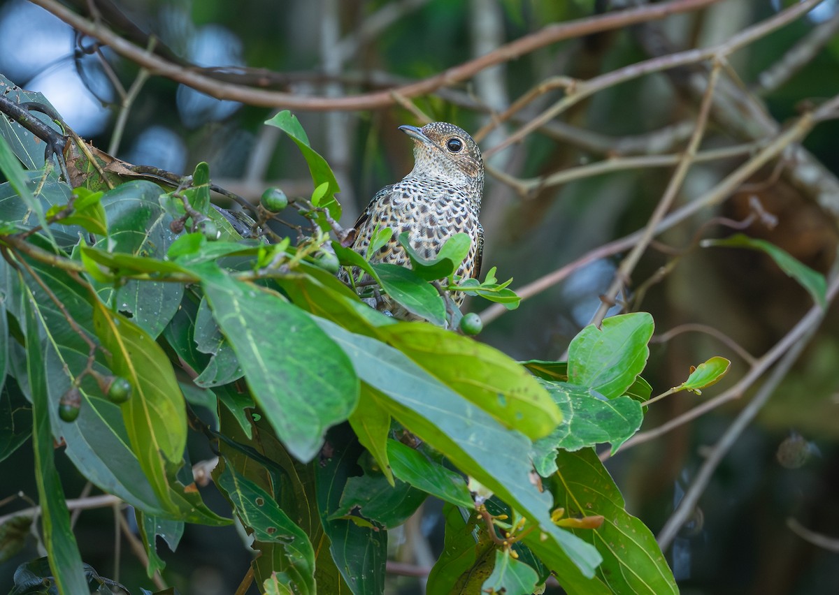 Turquoise Cotinga - ML613137838