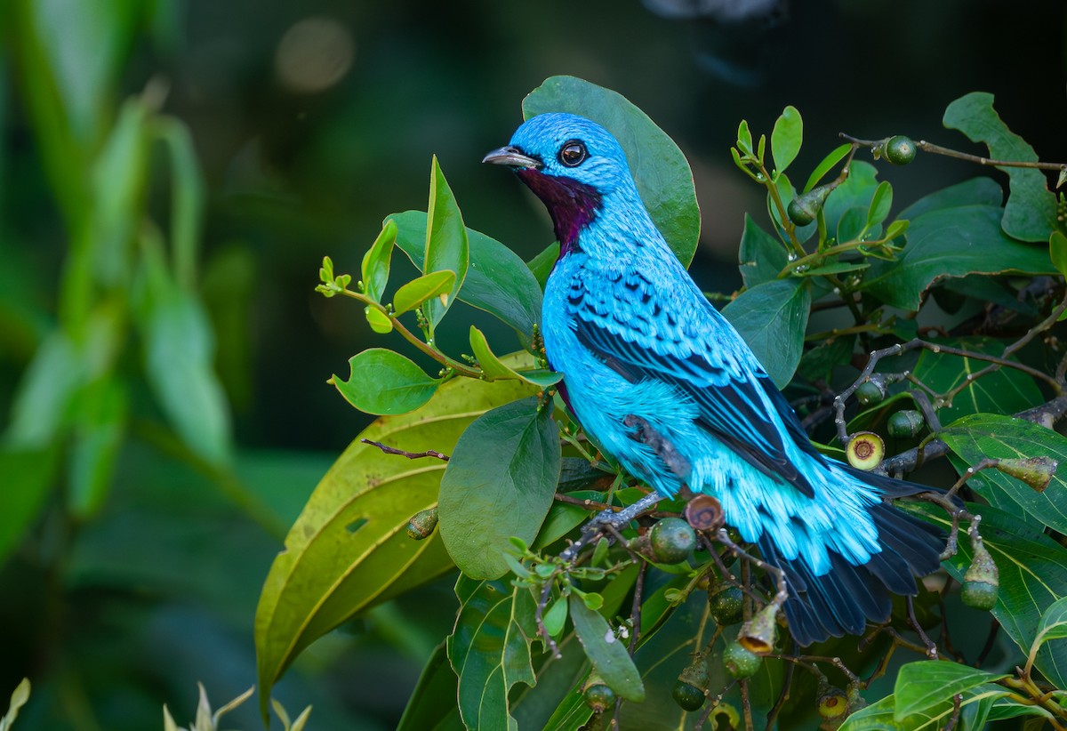 Turquoise Cotinga - ML613137845