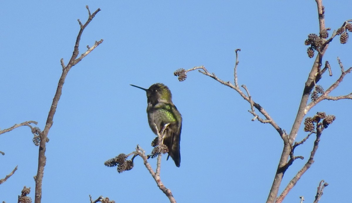 Anna's Hummingbird - ML613137856