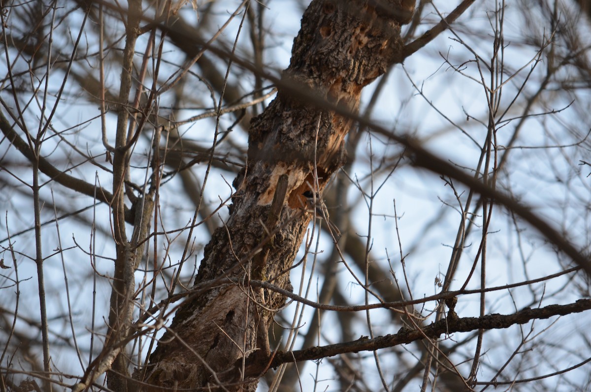 Black-capped Chickadee - ML613137876