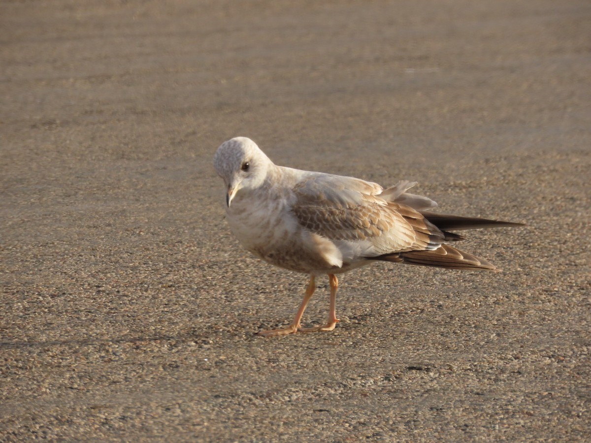 Short-billed Gull - ML613137880