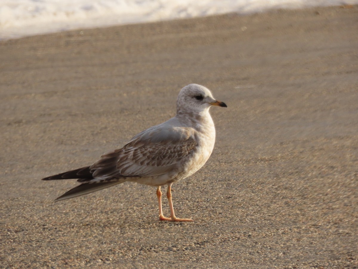 Short-billed Gull - Kenny Miller