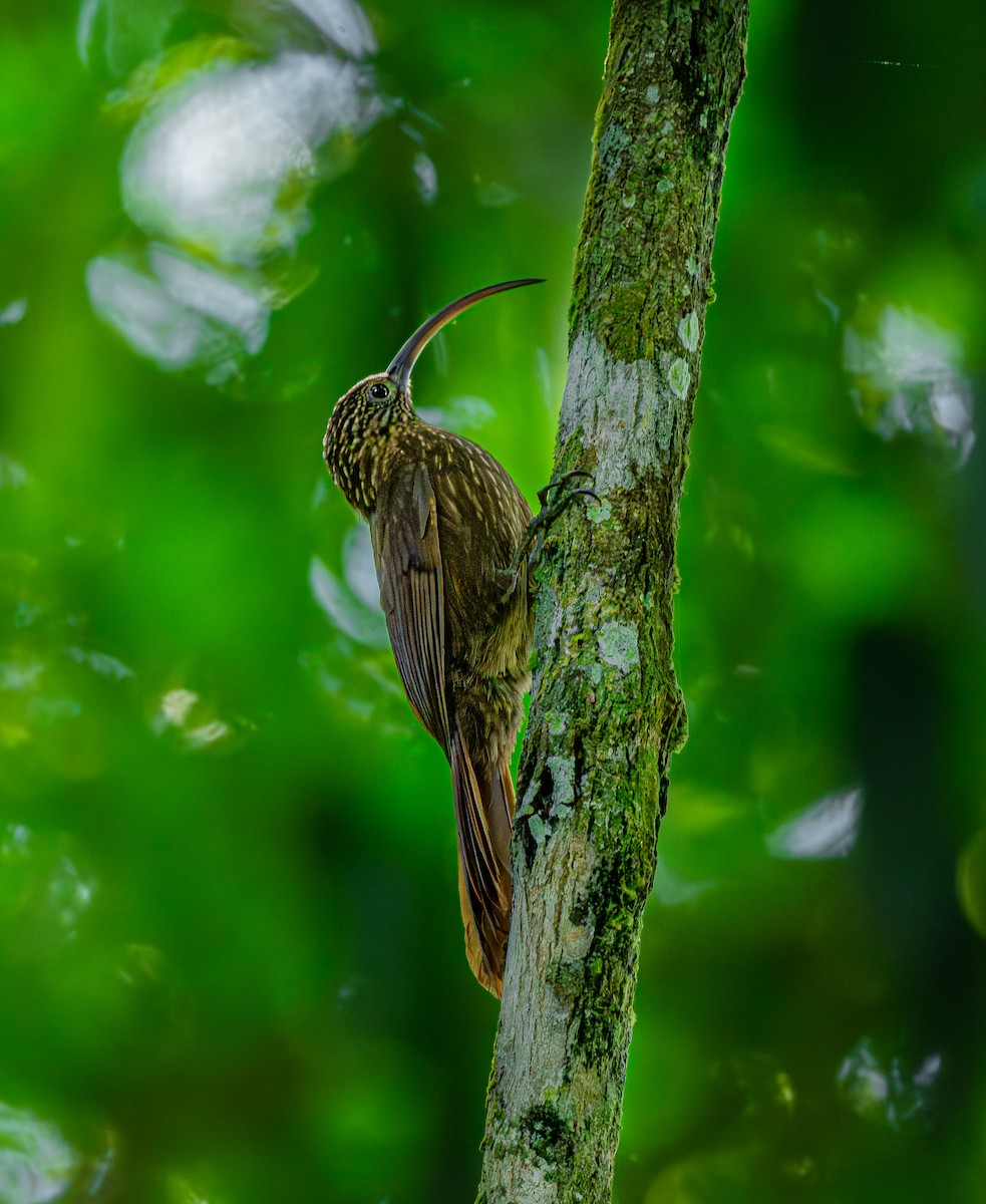 Brown-billed Scythebill - ML613137894