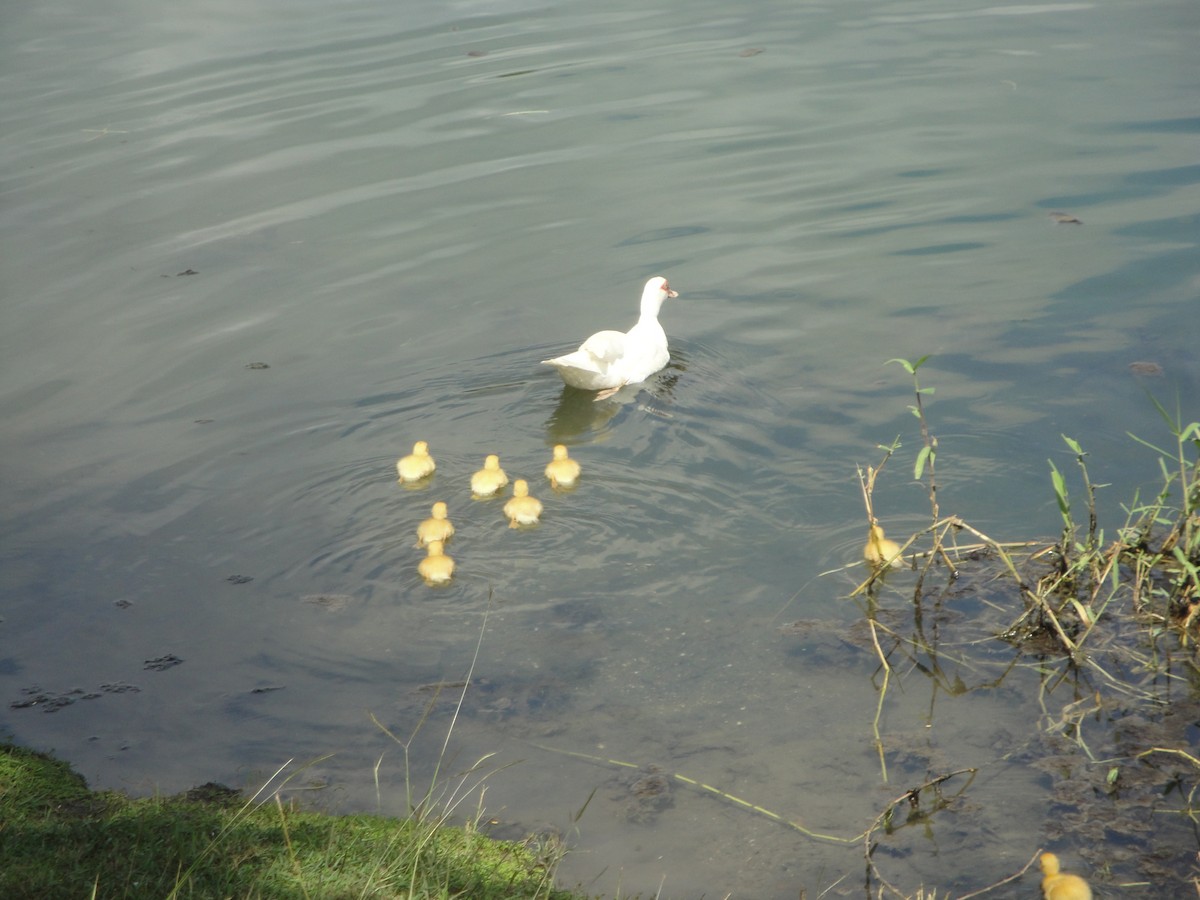 Muscovy Duck (Domestic type) - ML613138033